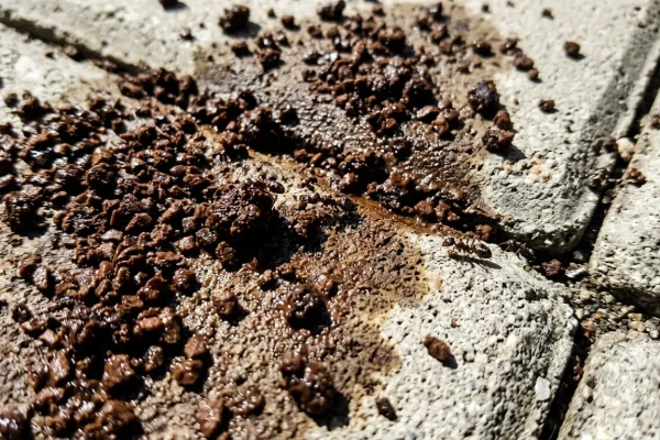 Detailní pohled na mokrou kávovou sedlinu, která tvoří tmavě hnědé skvrny na světlé zámkové dlažbě, s několika prolézajícími mravenci.